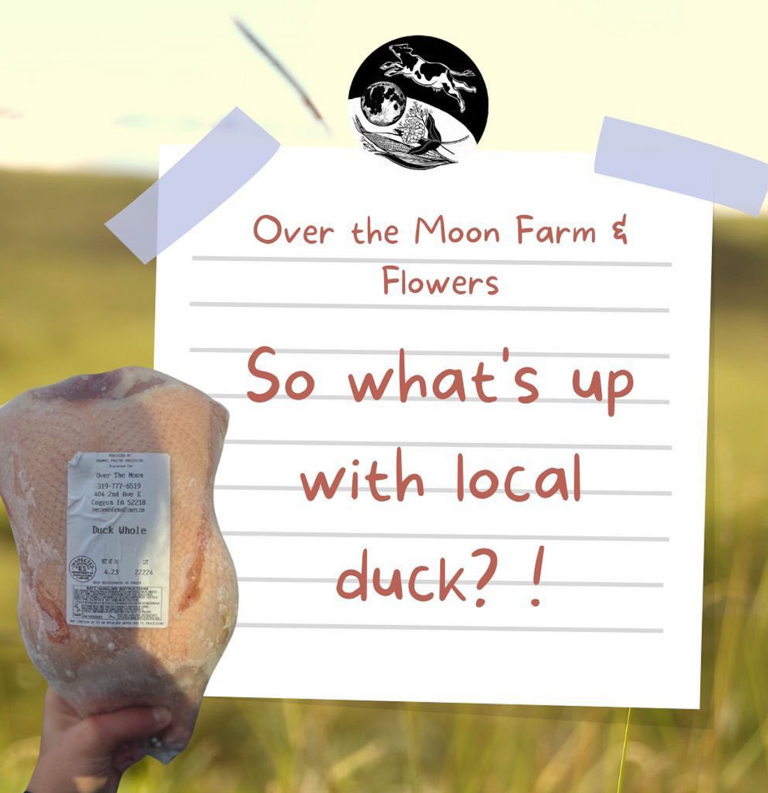 So What's Up with Local Duck?!