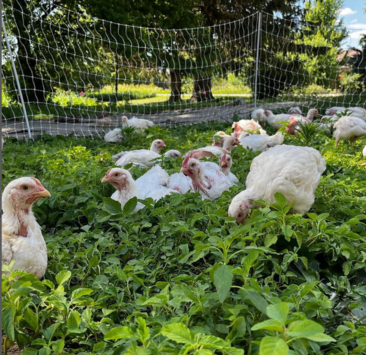 Pre-orders are now open for cases (bulk orders of 10 whole or cut up birds) of our pasture raised chickens!